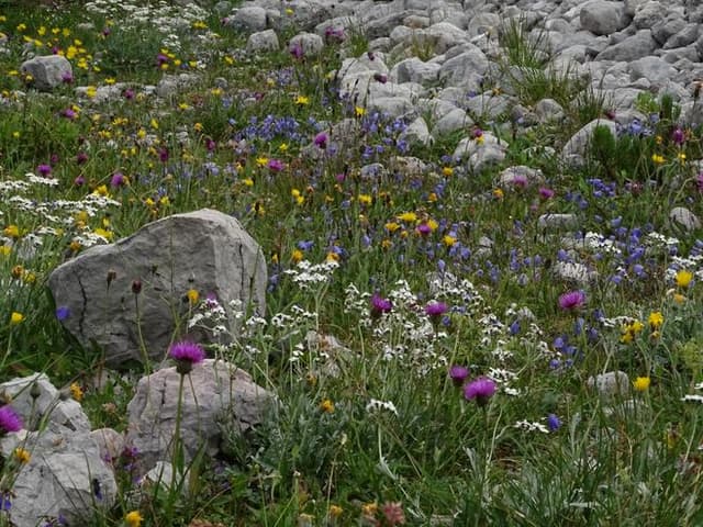 Obertrauner Bergerlebnis - „Vom Krippenstein zum Guttenberghaus“