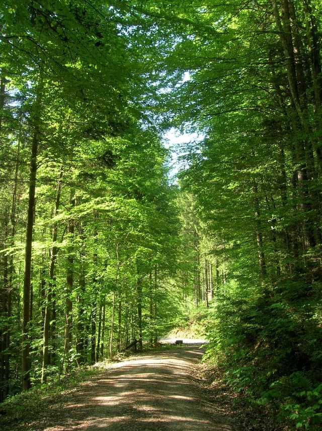 Wald der Zukunft