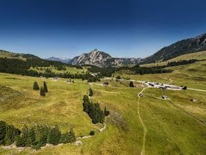 Guided Alpine Flower Trail Hike