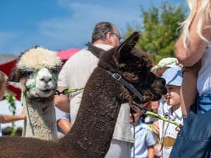 Alpaca Hike